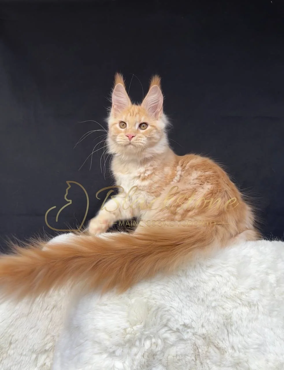 eZy Watermark_29-03-2026_06-29-35-1420PM.JPG