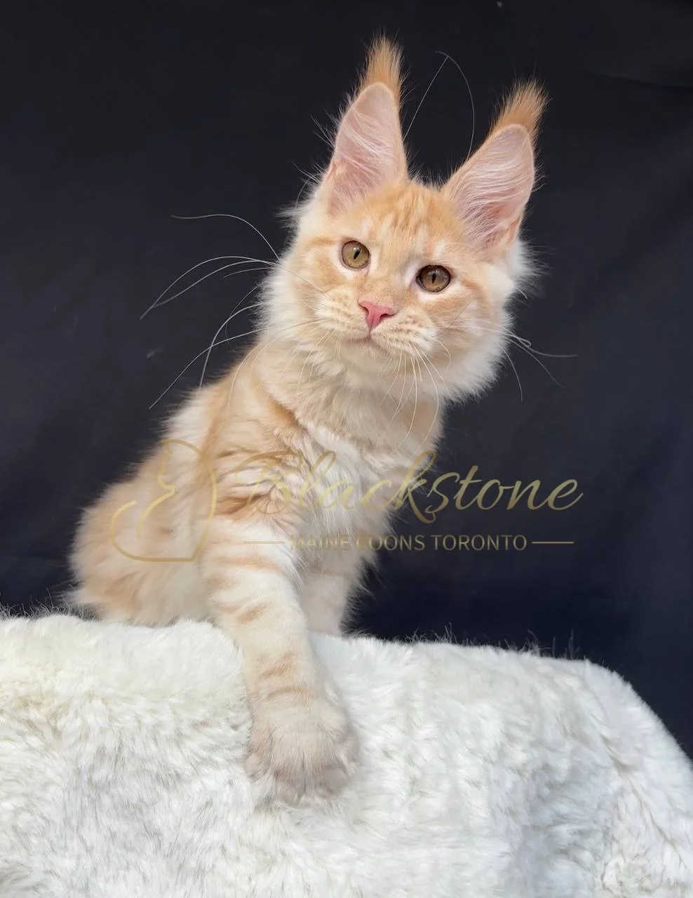 eZy Watermark_29-03-2026_06-29-35-2140PM.JPG