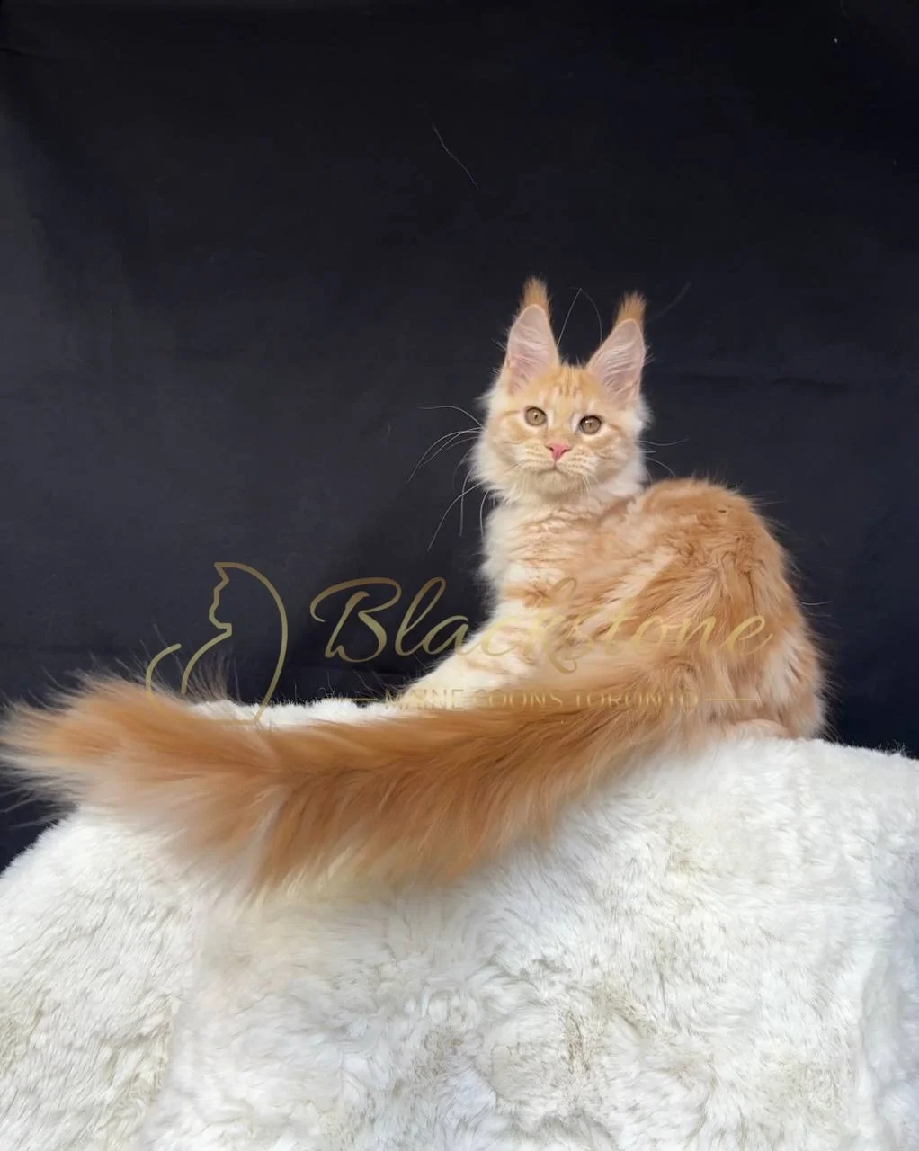 eZy Watermark_29-03-2026_06-29-35-2880PM.JPG