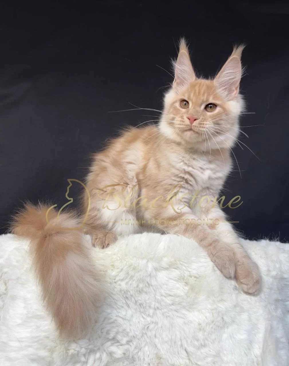 eZy Watermark_29-03-2026_06-42-54-1170PM.JPG