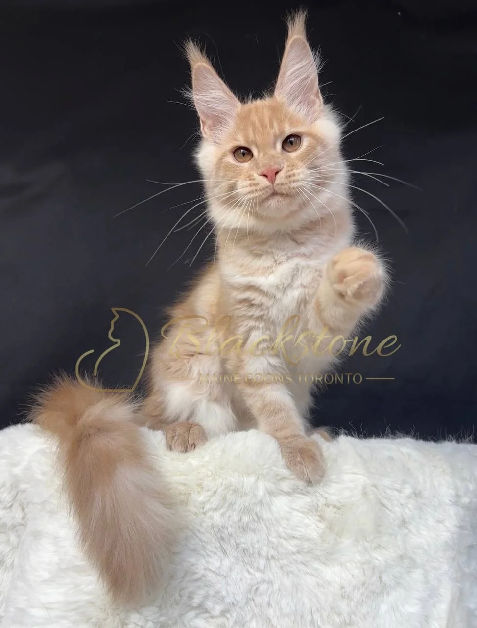 eZy Watermark_29-03-2026_06-42-54-1980PM.JPG