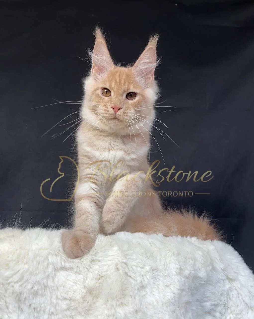 eZy Watermark_29-03-2026_06-42-54-2740PM.JPG