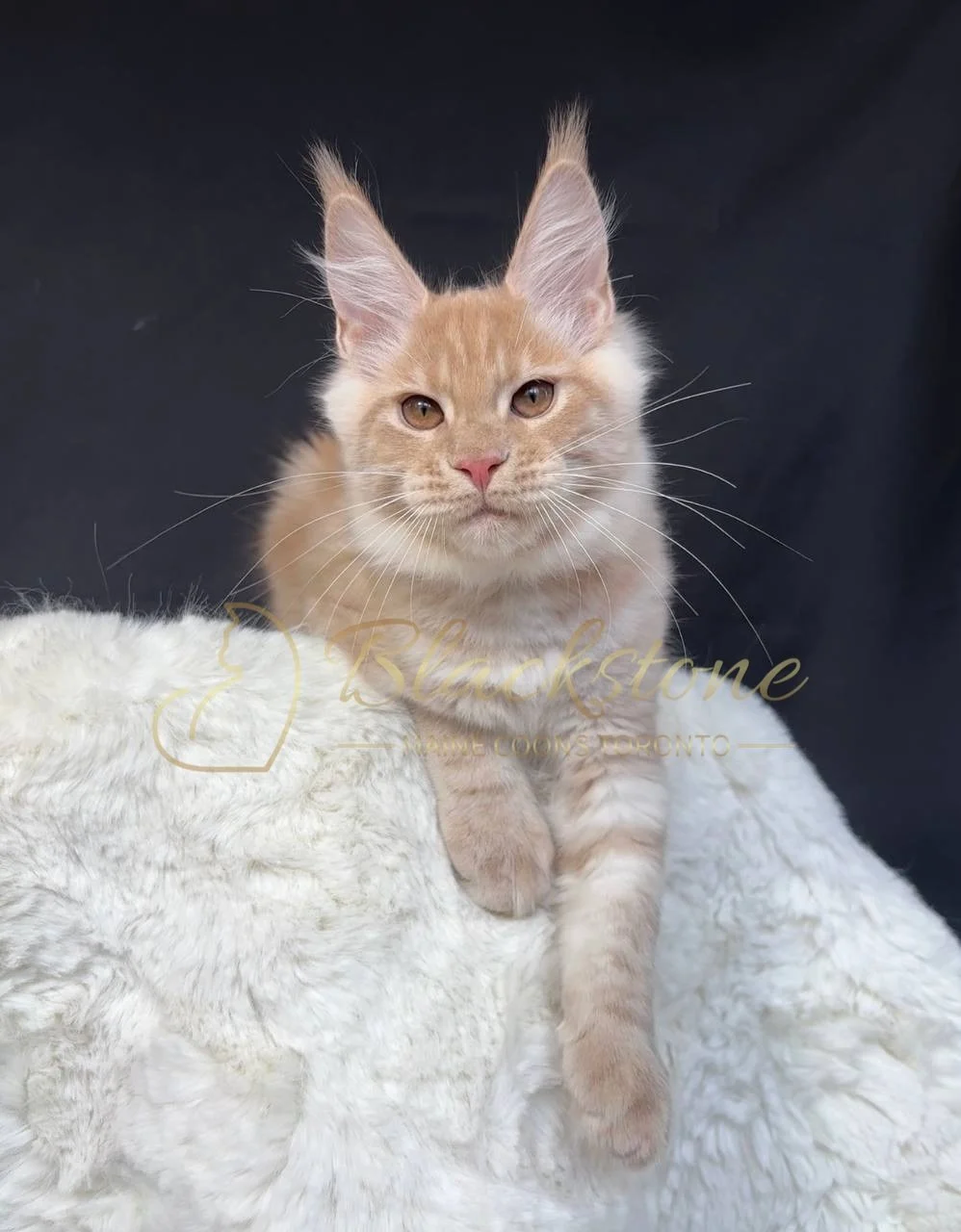 eZy Watermark_29-03-2026_06-42-54-3470PM.JPG