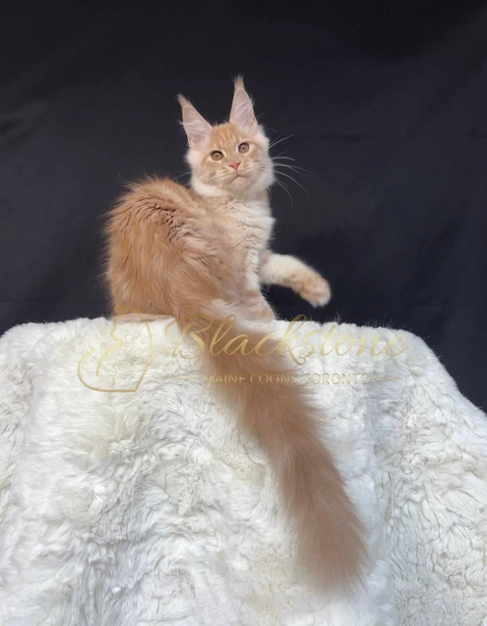 eZy Watermark_29-03-2026_06-42-54-4180PM.JPG