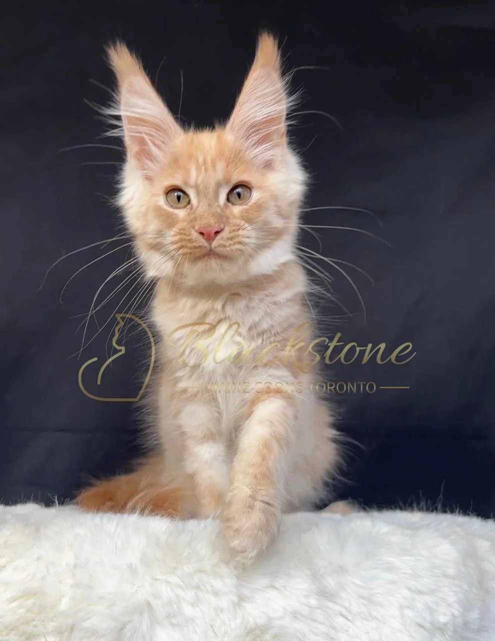 eZy Watermark_29-03-2026_06-50-57-5100PM.JPG