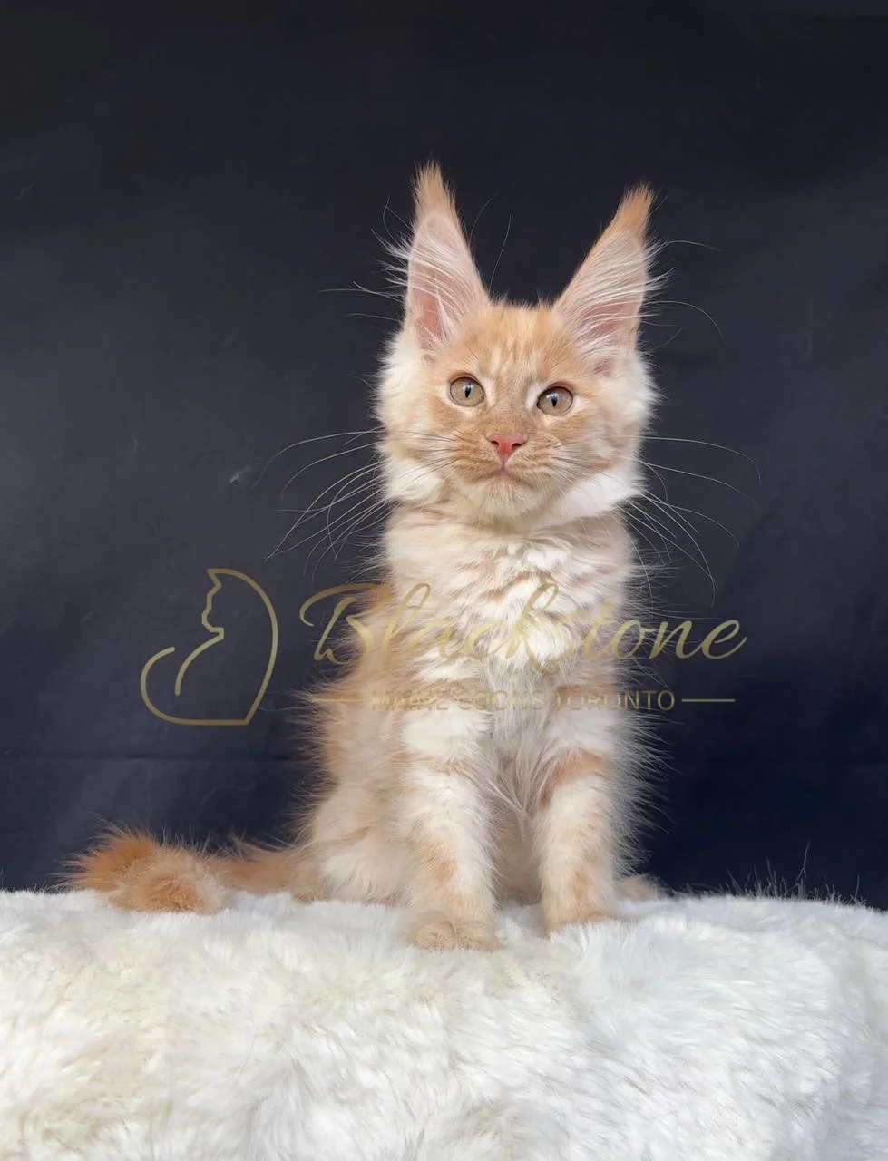 eZy Watermark_29-03-2026_06-50-57-3390PM.JPG