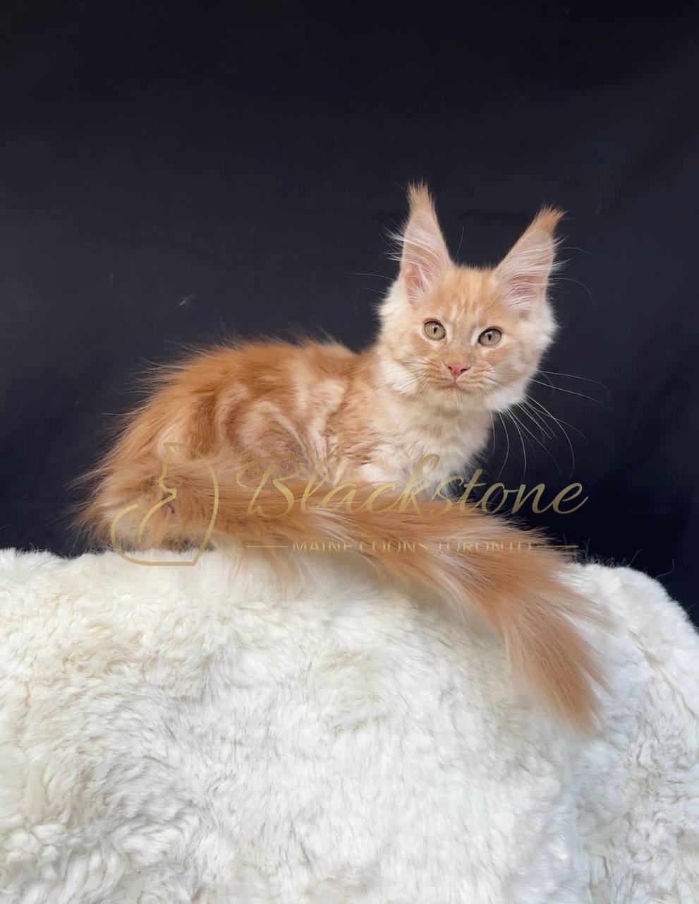 eZy Watermark_29-03-2026_06-50-57-5840PM.JPG