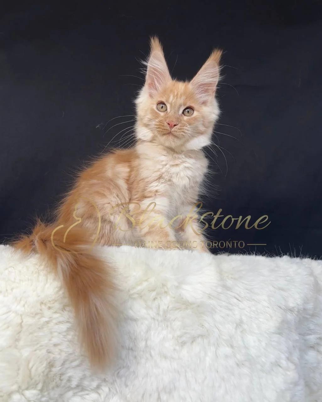 eZy Watermark_29-03-2026_06-50-57-6670PM.JPG