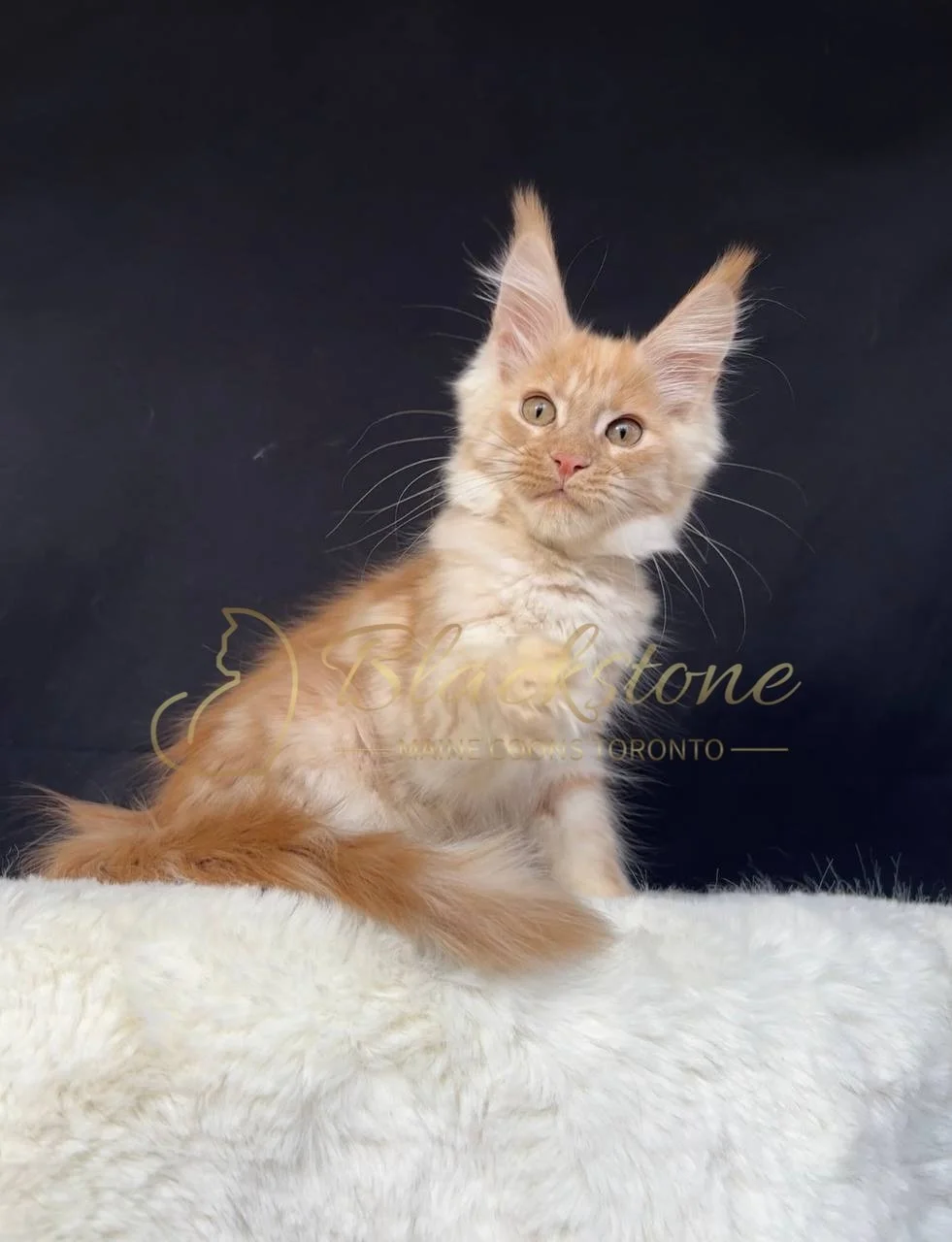 eZy Watermark_29-03-2026_06-50-57-7400PM.JPG