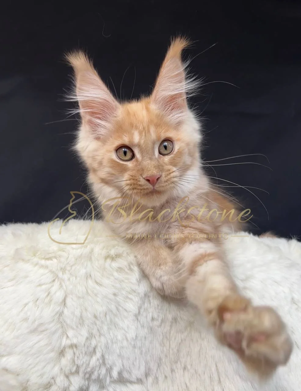 eZy Watermark_29-03-2026_06-50-57-9890PM.JPG