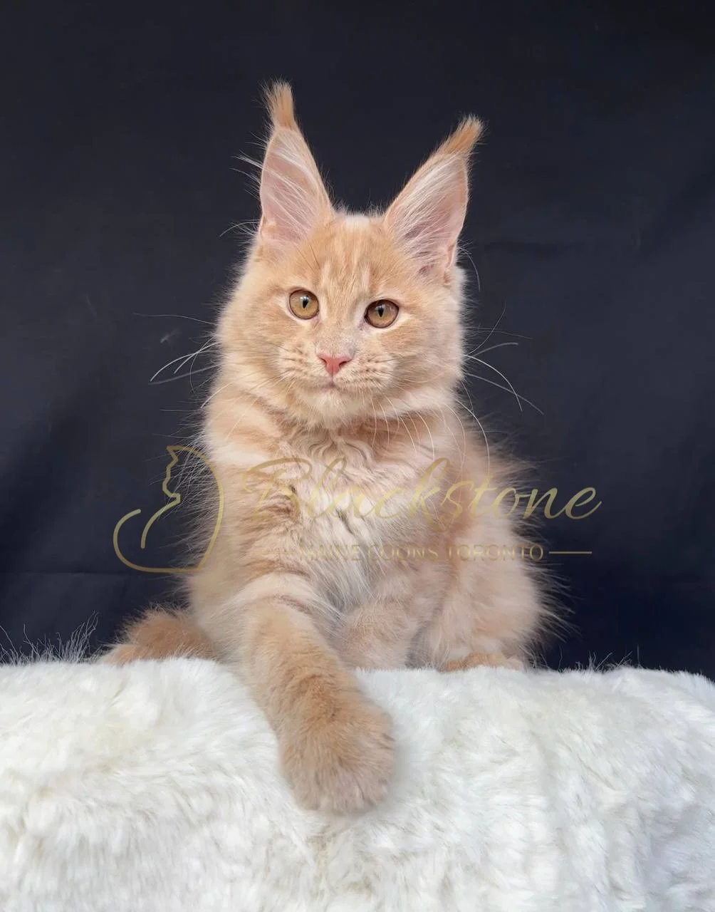 eZy Watermark_29-03-2026_06-56-57-0510PM.JPG