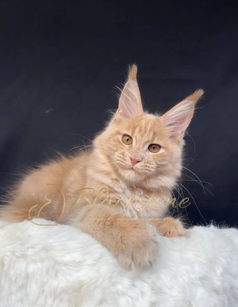 eZy Watermark_29-03-2026_06-56-57-1240PM.JPG