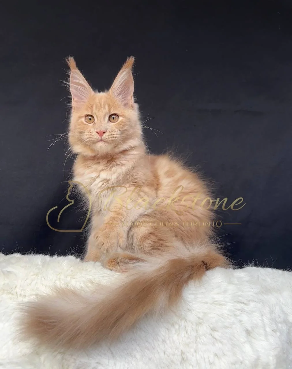 eZy Watermark_29-03-2026_06-56-57-1970PM.JPG