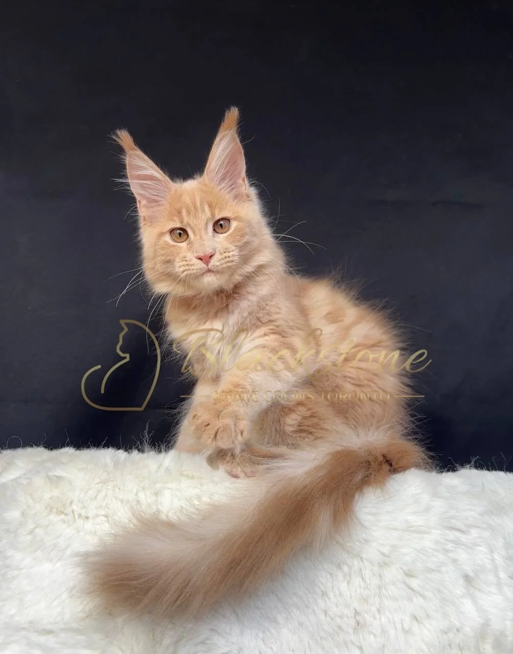 eZy Watermark_29-03-2026_06-56-57-2690PM.JPG