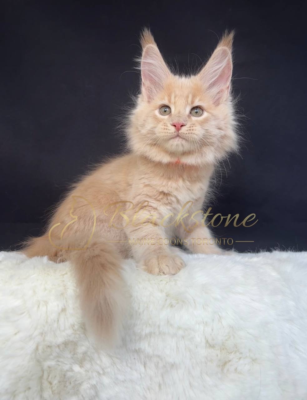 eZy Watermark_29-03-2026_07-06-03-3750PM.JPG