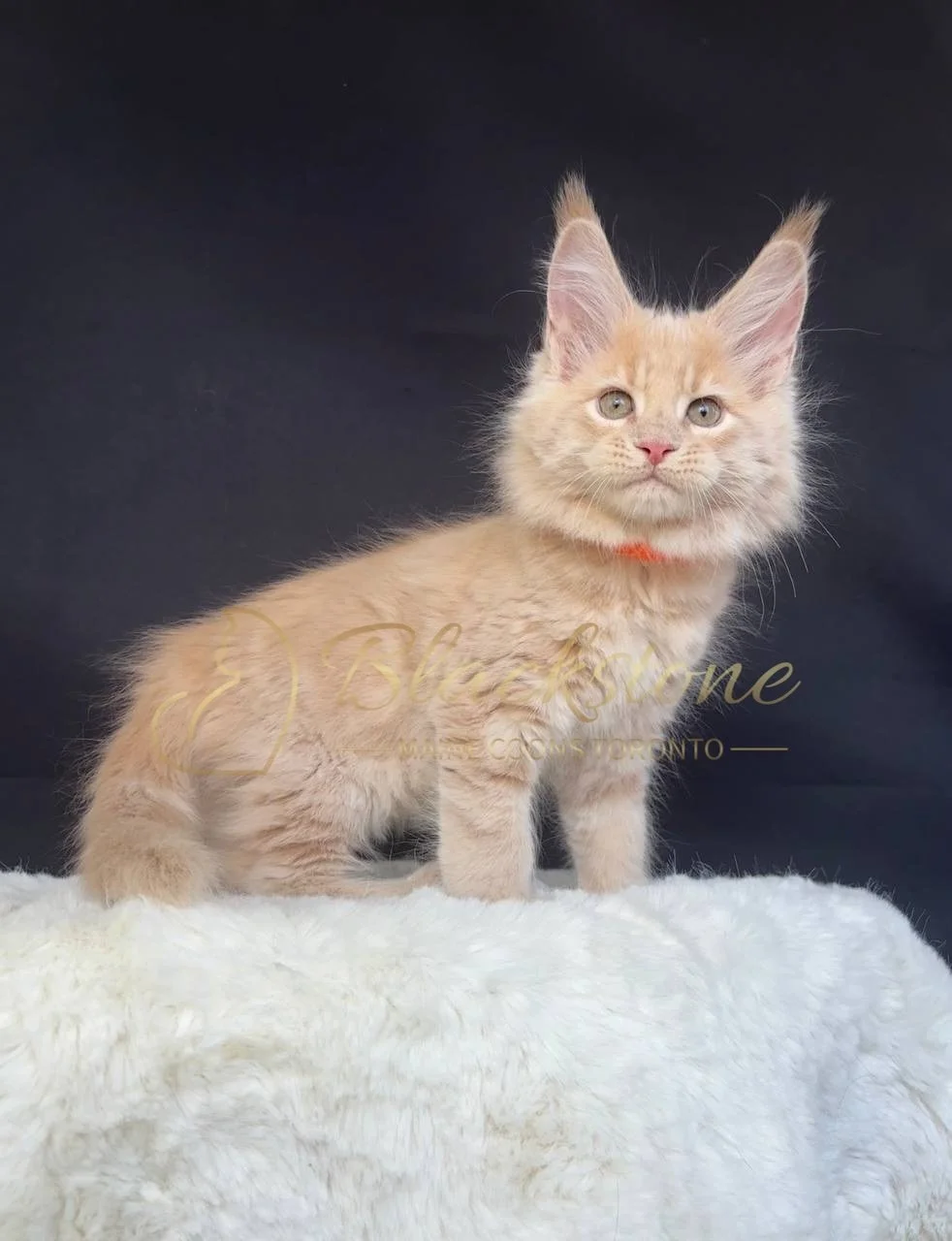 eZy Watermark_29-03-2026_07-06-03-4700PM.JPG