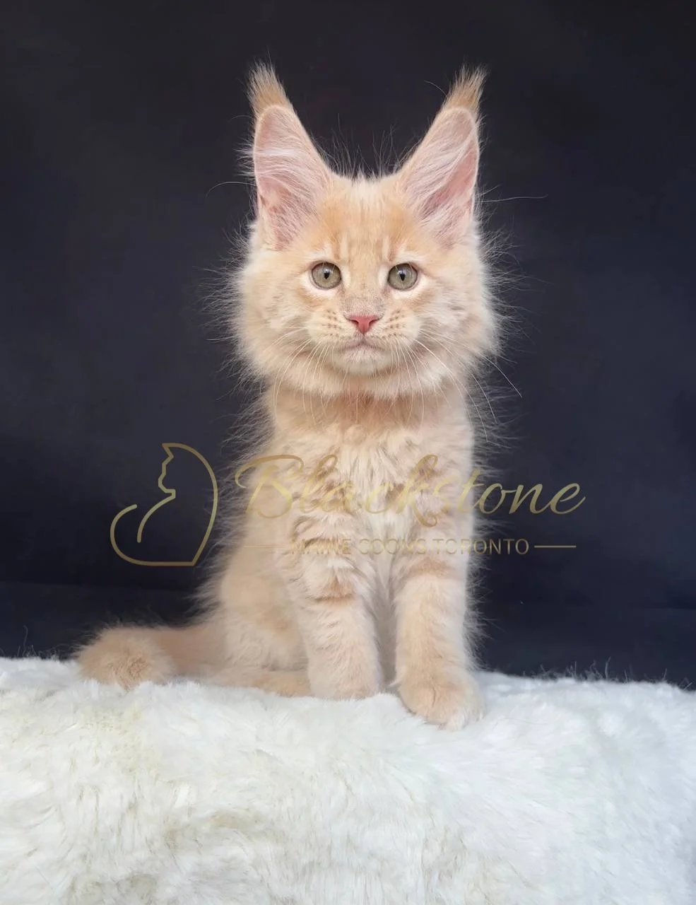 eZy Watermark_29-03-2026_07-06-03-5480PM.JPG