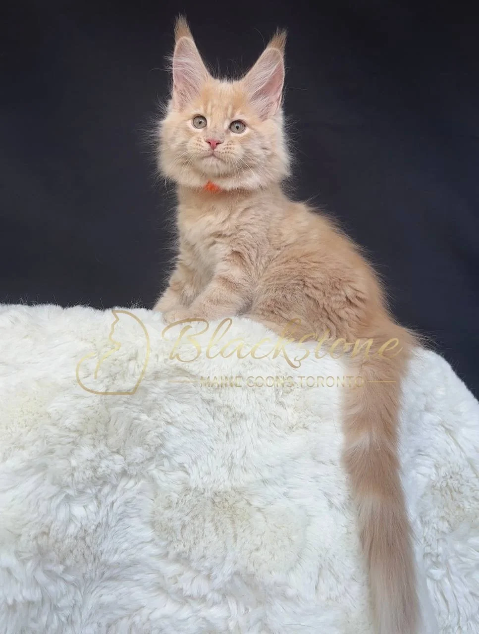 eZy Watermark_29-03-2026_07-06-03-6200PM.JPG