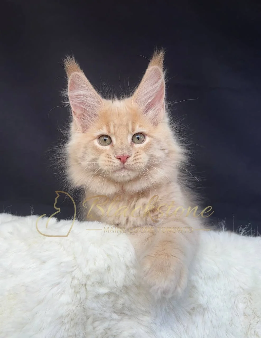 eZy Watermark_29-03-2026_07-06-03-6930PM.JPG