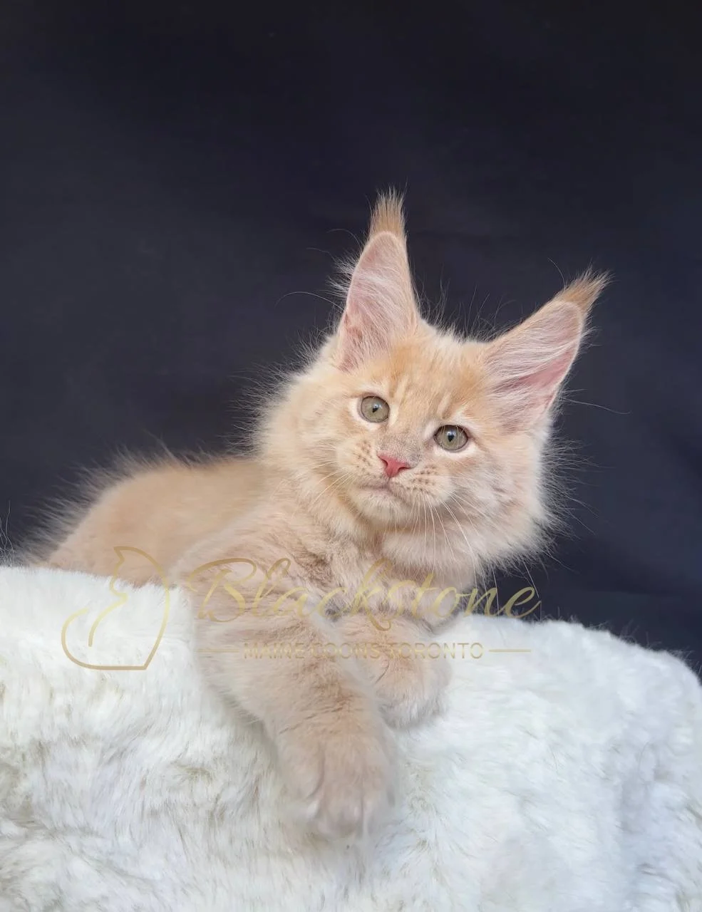 eZy Watermark_29-03-2026_07-06-03-7740PM.JPG