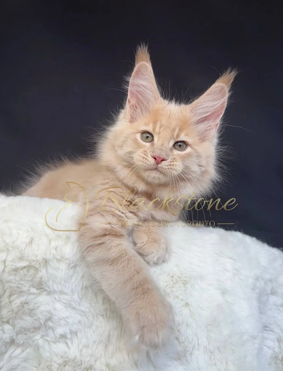 eZy Watermark_29-03-2026_07-06-03-8770PM.JPG