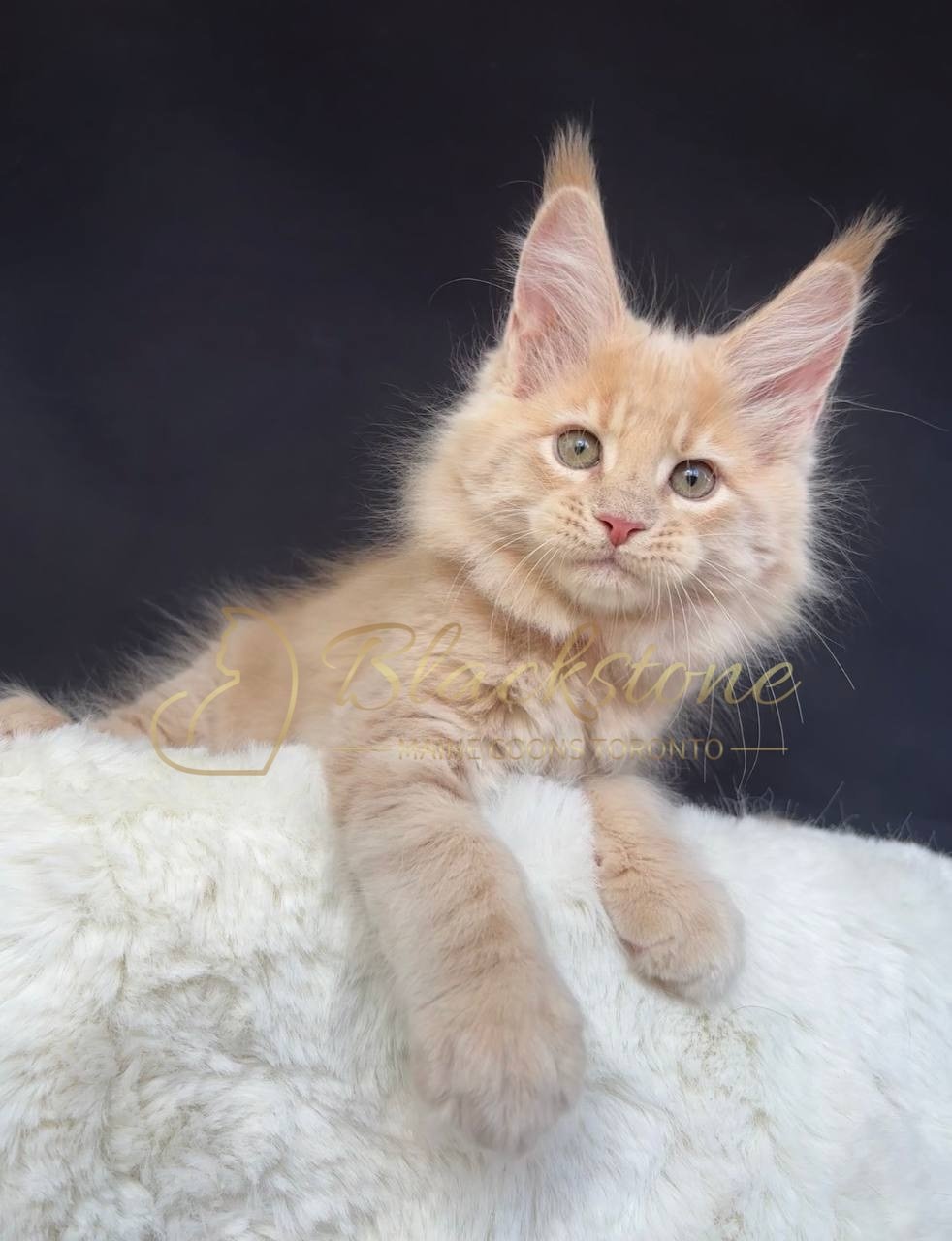 eZy Watermark_29-03-2026_07-06-03-9650PM.JPG