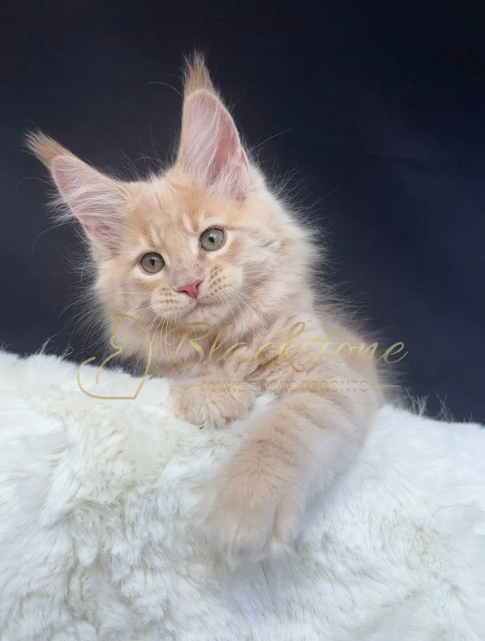 eZy Watermark_29-03-2026_07-06-04-1150PM.JPG