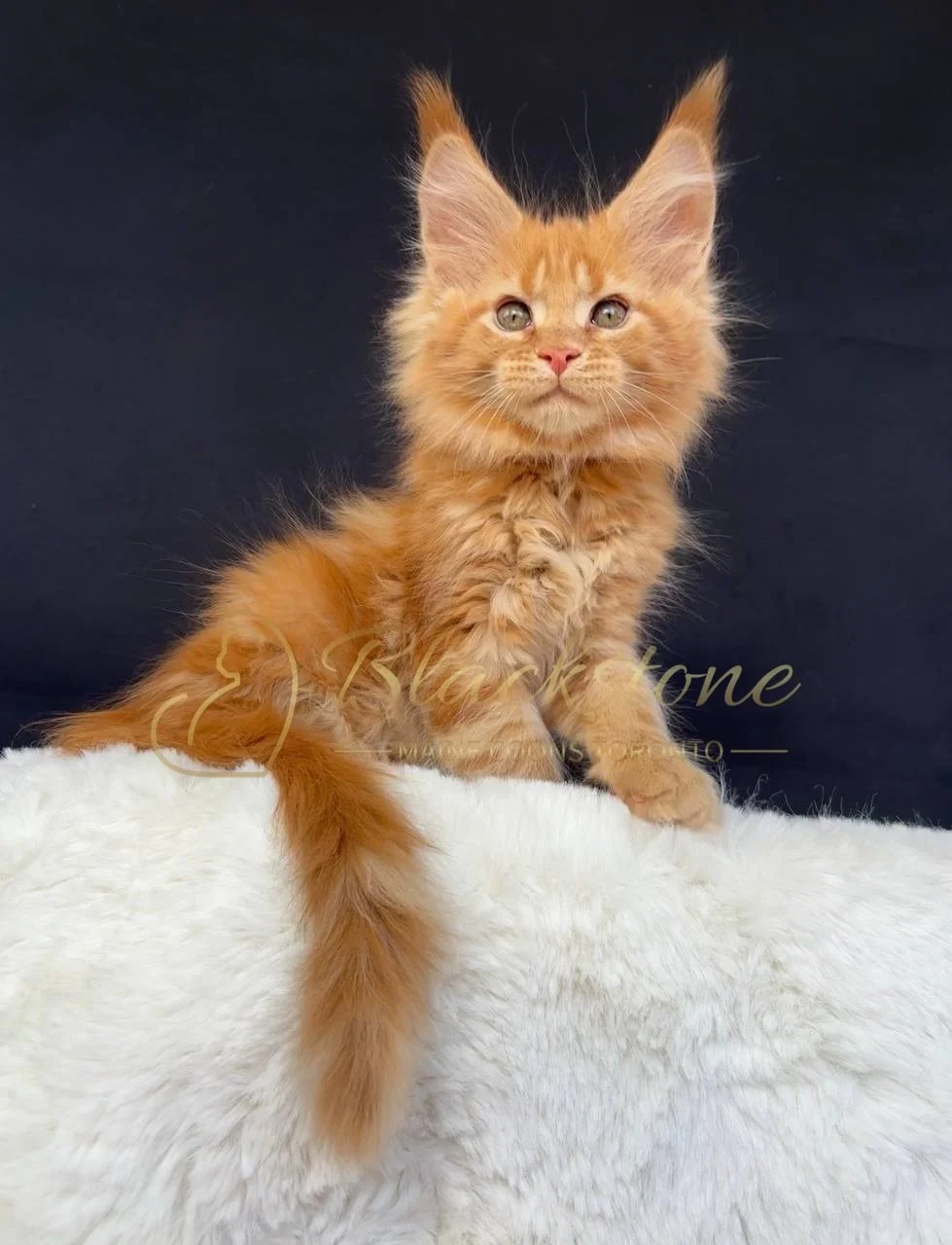 eZy Watermark_29-03-2026_07-19-18-4250PM.JPG