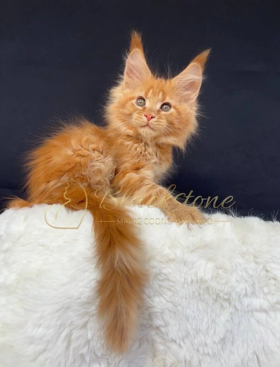 eZy Watermark_29-03-2026_07-19-18-5120PM.JPG