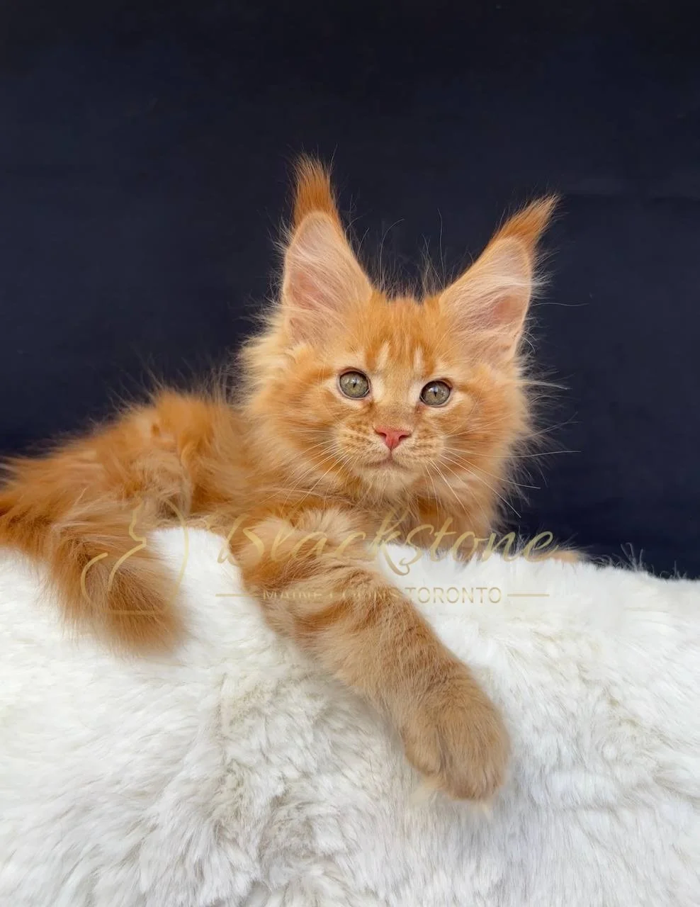 eZy Watermark_29-03-2026_07-19-18-5860PM.JPG