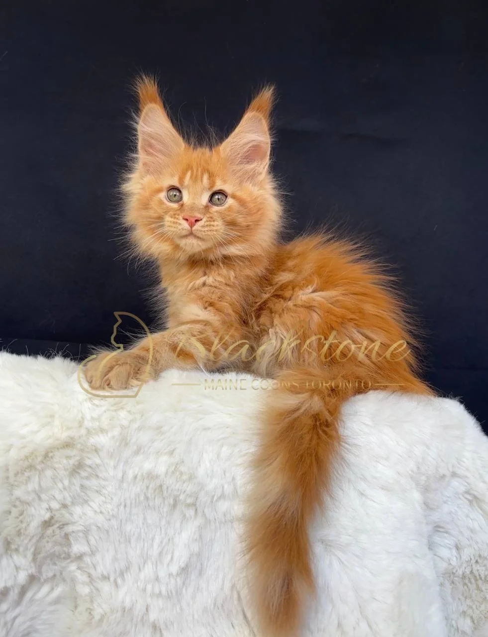 eZy Watermark_29-03-2026_07-19-18-6620PM.JPG