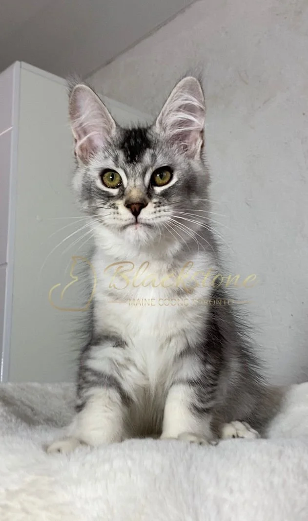 eZy Watermark_20-03-2026_12-46-36-6990PM.JPG