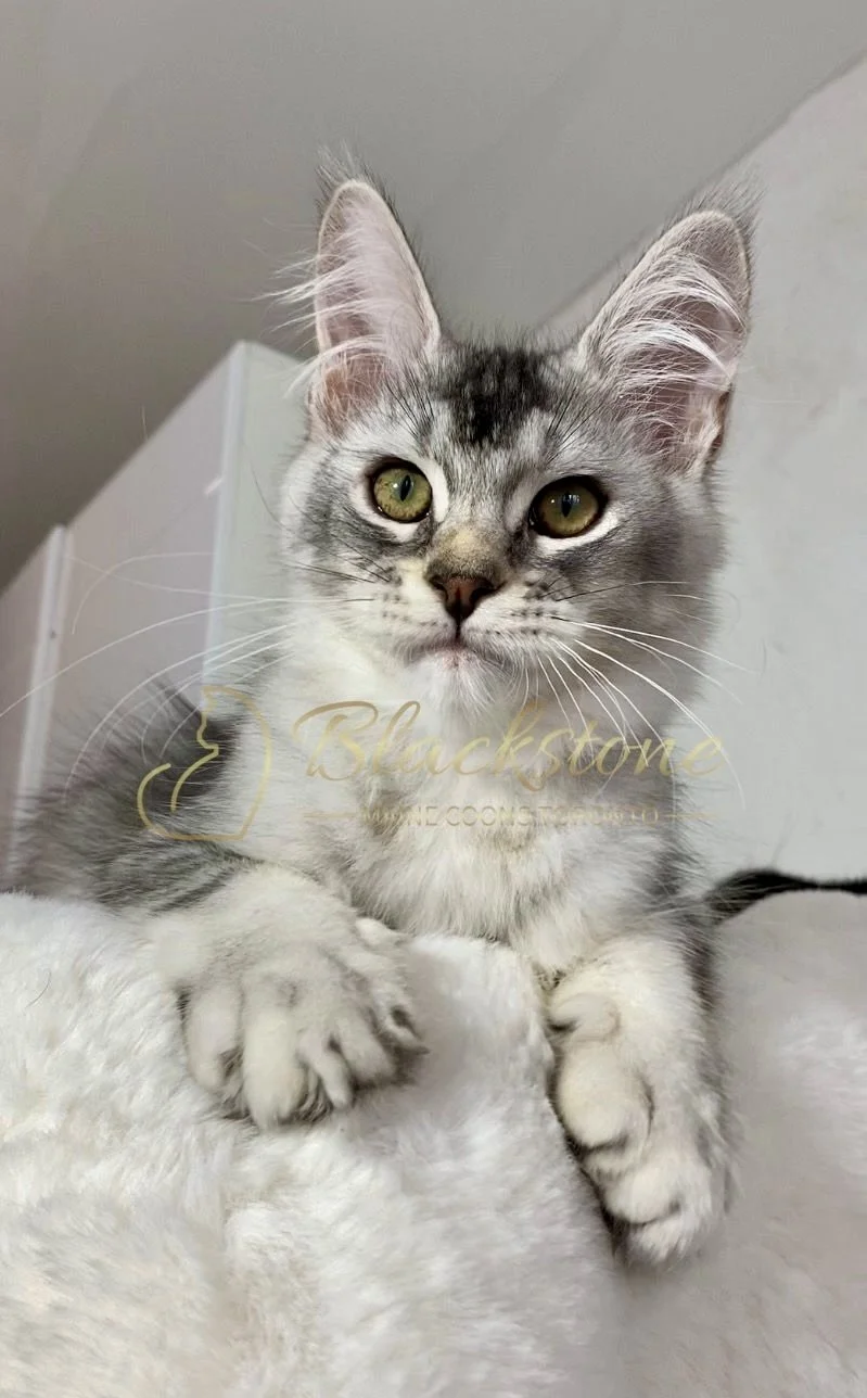 eZy Watermark_20-03-2026_12-46-36-7780PM.jpg