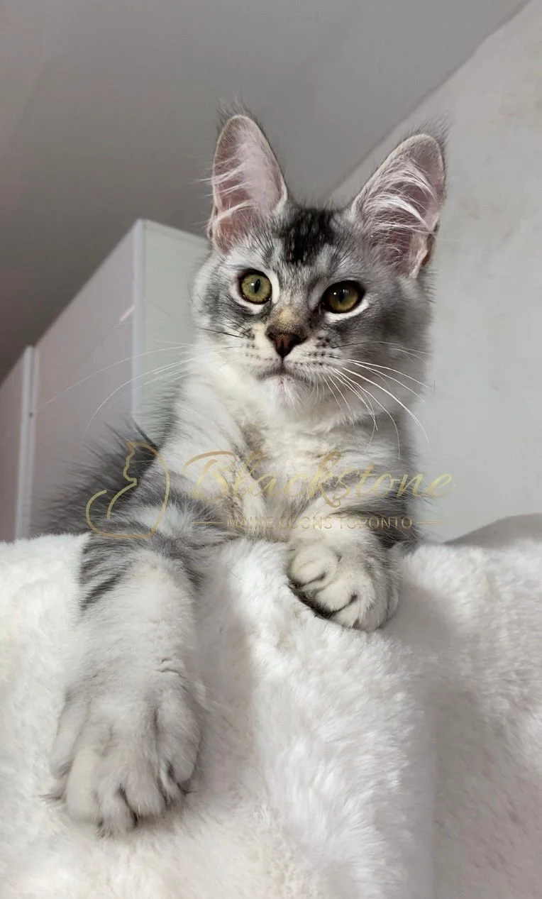 eZy Watermark_20-03-2026_12-46-36-8600PM.JPG