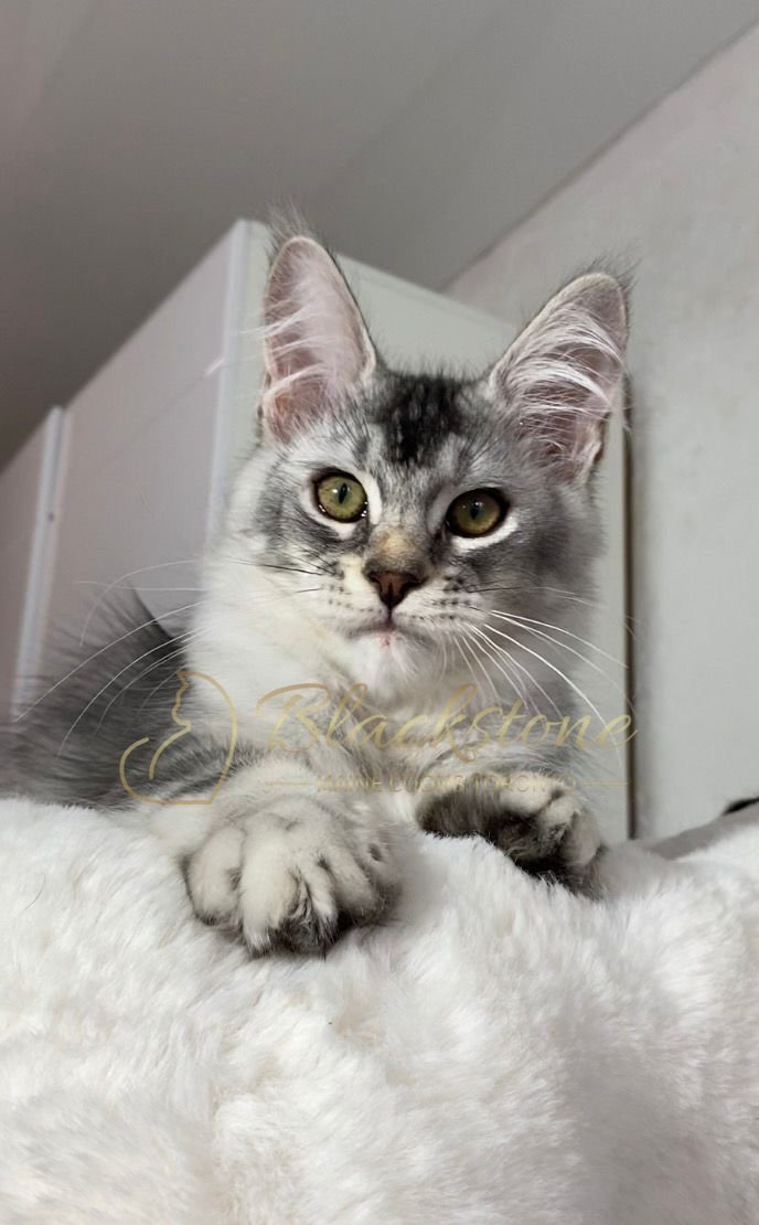 eZy Watermark_20-03-2026_12-46-36-9310PM.JPG