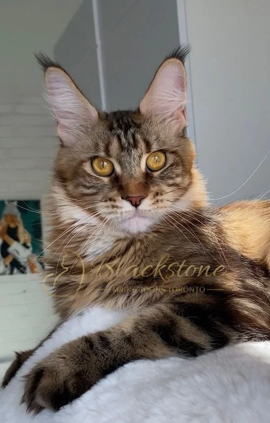 eZy Watermark_20-03-2026_12-52-10-4280PM.JPG