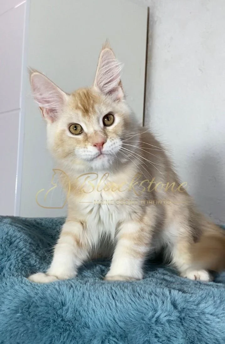 eZy Watermark_20-03-2026_12-52-10-5010PM.JPG