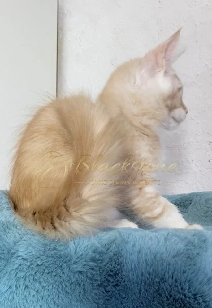 eZy Watermark_20-03-2026_12-52-10-5690PM.JPG