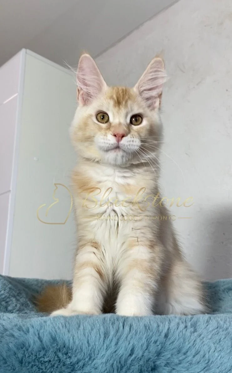 eZy Watermark_20-03-2026_12-52-10-7190PM.JPG