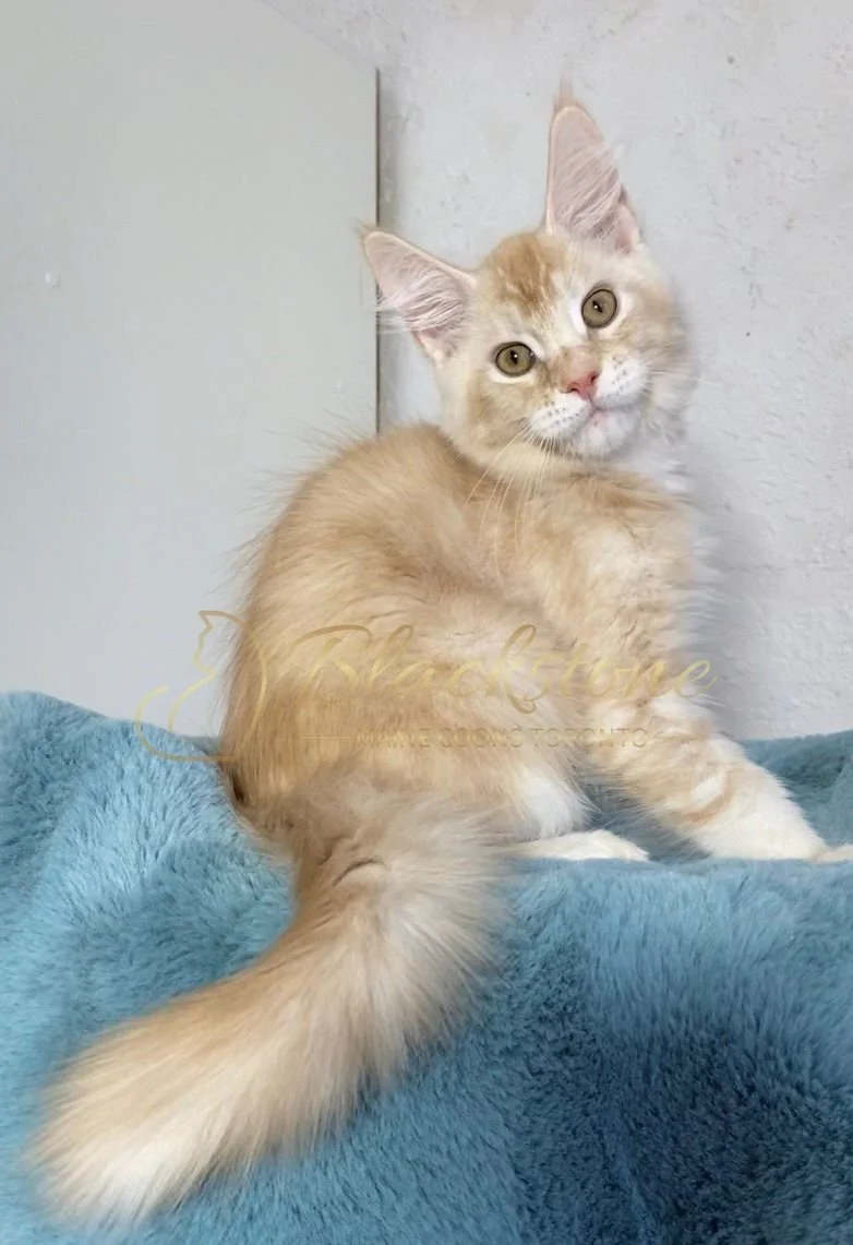 eZy Watermark_20-03-2026_12-52-10-7910PM.JPG