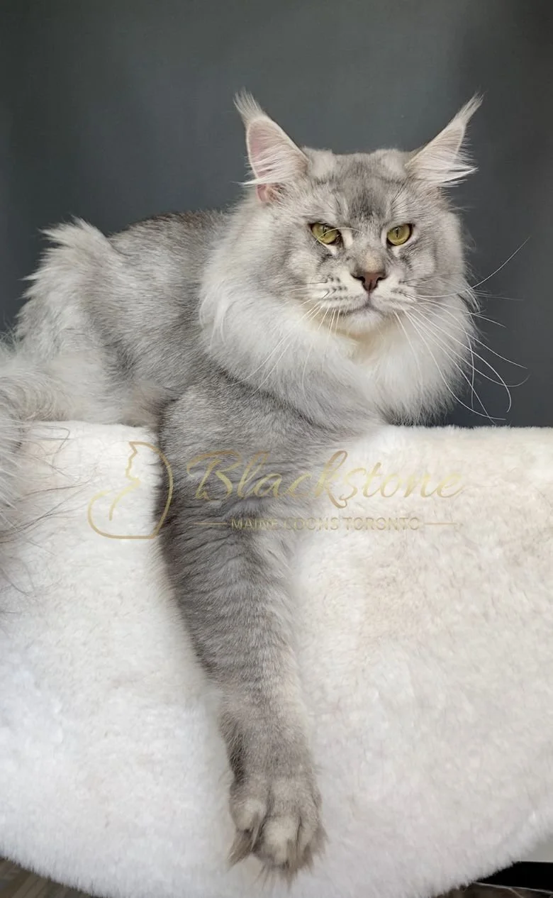 eZy Watermark_20-03-2026_12-52-10-2840PM.JPG