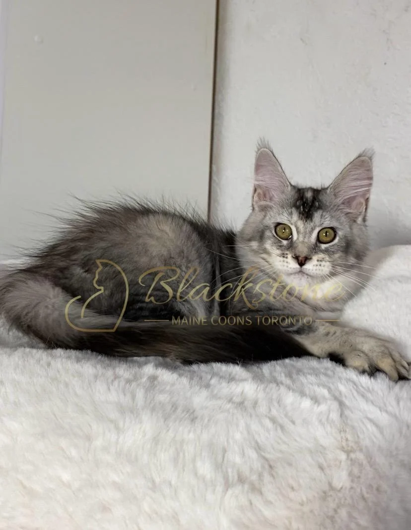 eZy Watermark_29-03-2026_07-57-42-5000PM.JPG