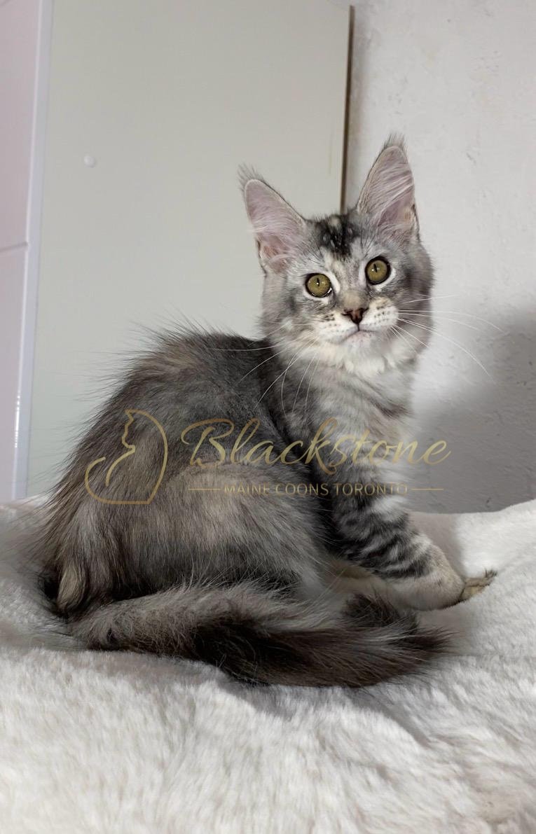 eZy Watermark_29-03-2026_07-57-42-5960PM.JPG