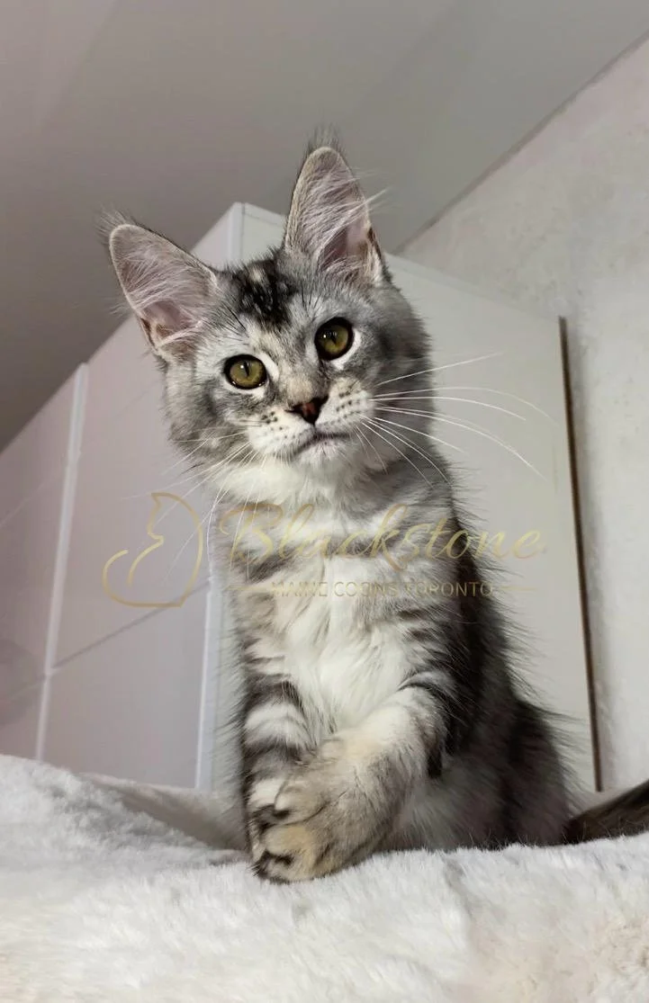 eZy Watermark_29-03-2026_07-57-42-7410PM.JPG