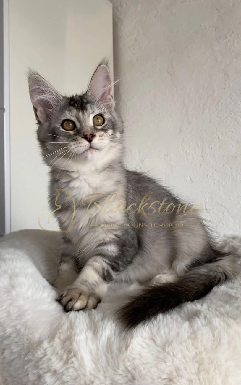 eZy Watermark_29-03-2026_07-57-42-8130PM.JPG