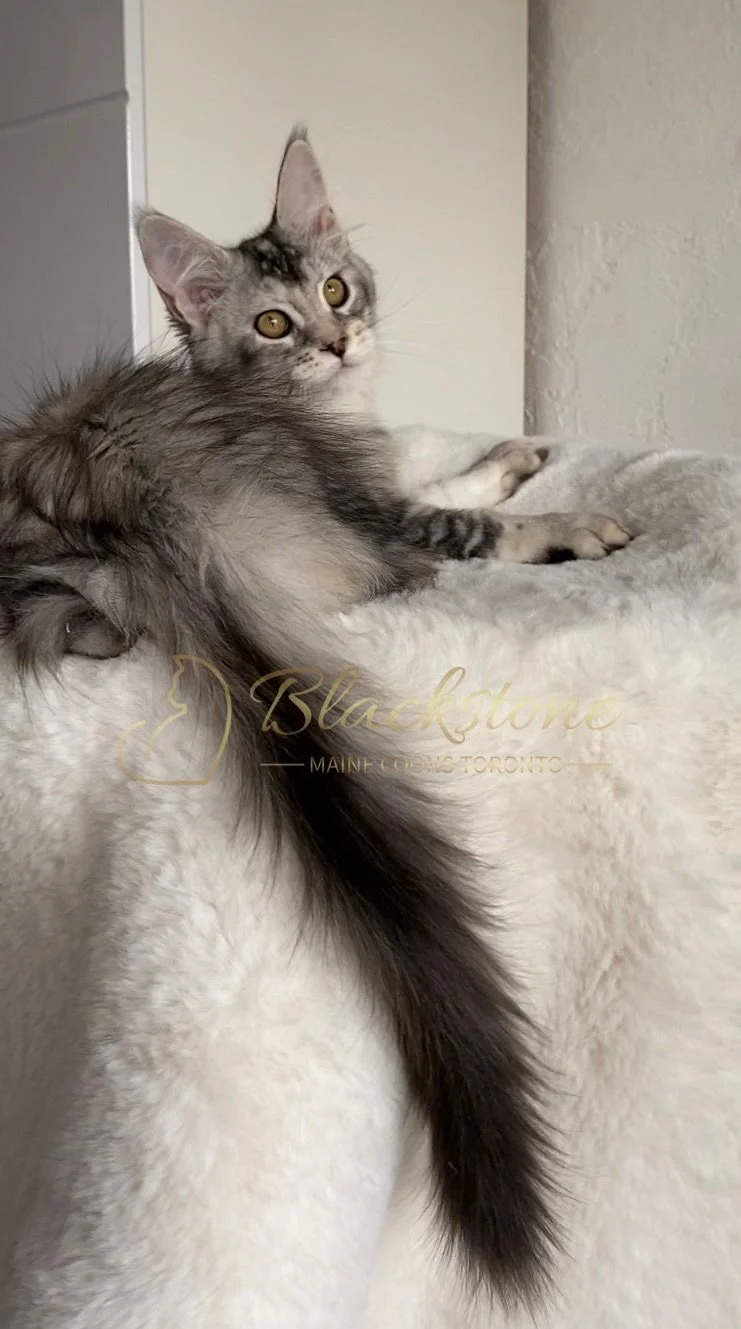 eZy Watermark_29-03-2026_07-57-42-8930PM.JPG