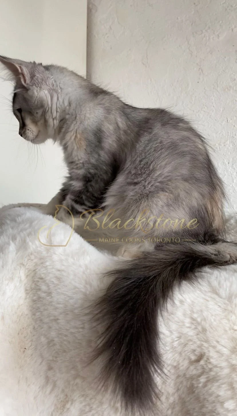 eZy Watermark_29-03-2026_07-57-42-9880PM.JPG