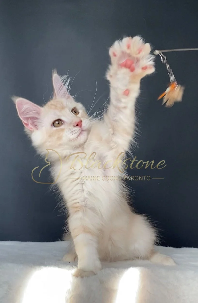 eZy Watermark_29-03-2026_08-15-17-8990PM.JPG