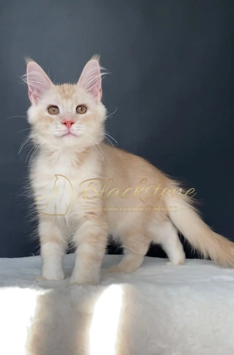 eZy Watermark_29-03-2026_08-15-17-9880PM.JPG