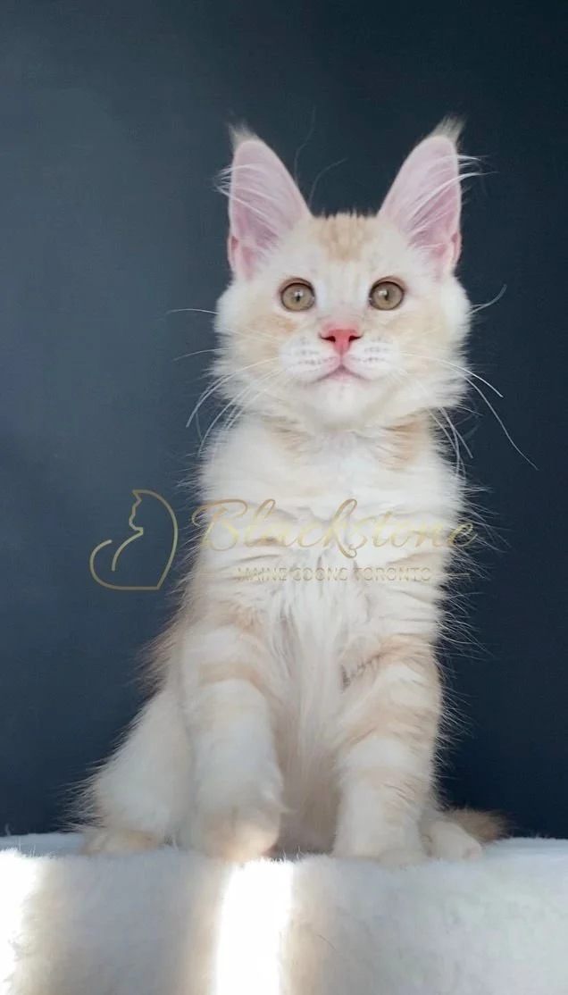 eZy Watermark_29-03-2026_08-15-18-0610PM.JPG